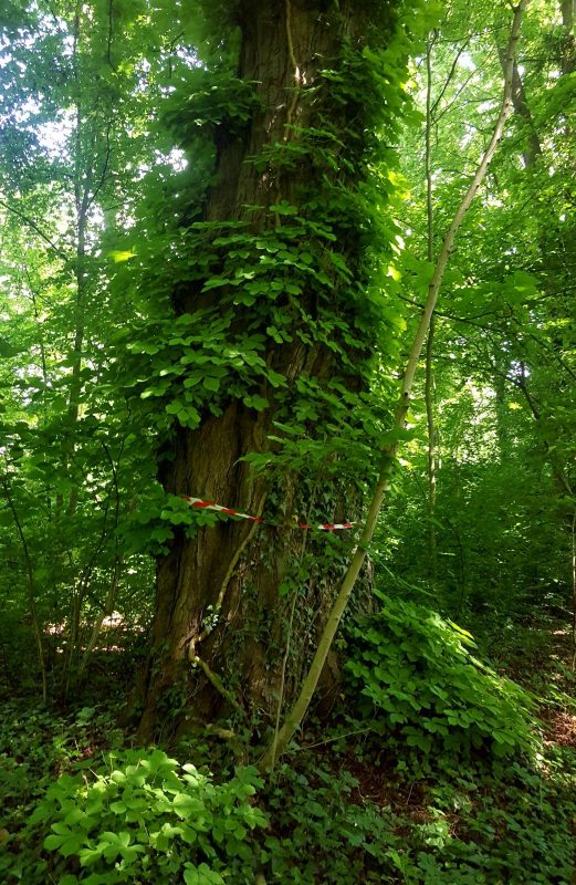 Schlosspark Jormannsdorf